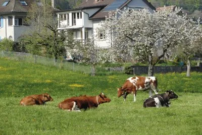 vaches aux champs