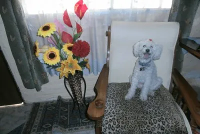 פאזל של FLORES
