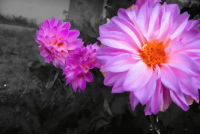 dalias jigsaw puzzle