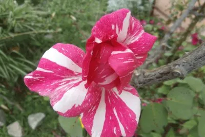 FLORES MIAS