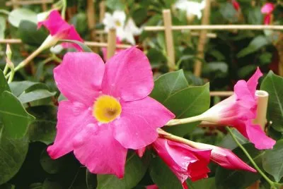 dipladenia jigsaw puzzle