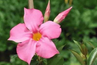 dipladenia jigsaw puzzle