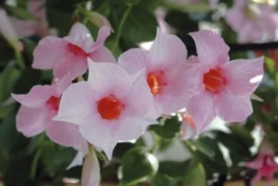 dipladenia jigsaw puzzle