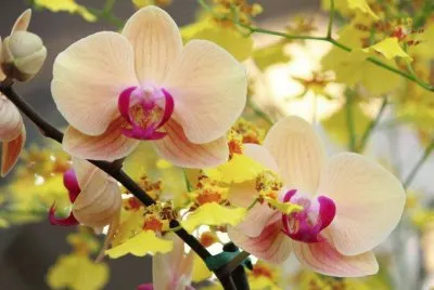 orchidÃ©s jigsaw puzzle