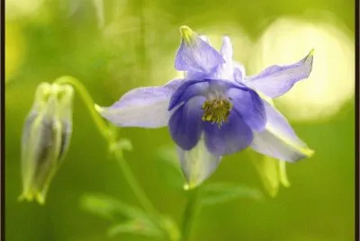 ancolie jigsaw puzzle
