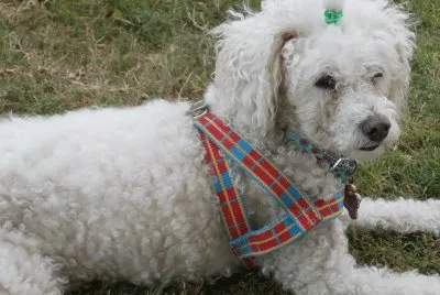daisy