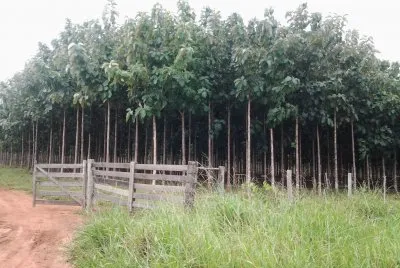 PlantaÃ§Ã£o de Teca