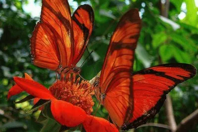 borboletas em flor
