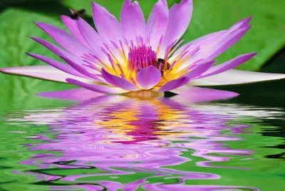 natureza em flor