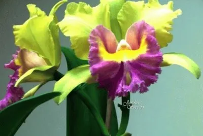 orquÃ­deas