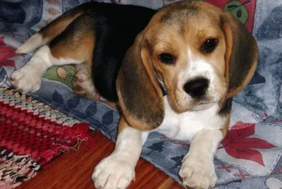 Cãozinho Fofo
