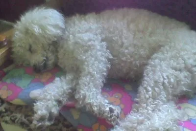 DAISY