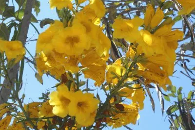 פאזל של AMARILLO