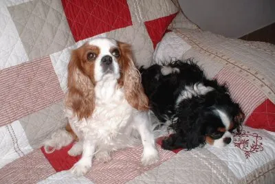 פאזל של cavalier king charles