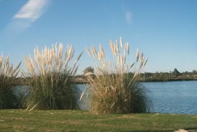 colas de zorros