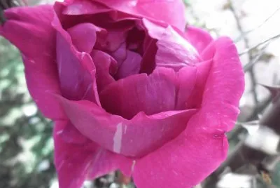 FLORES