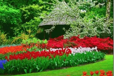 flores