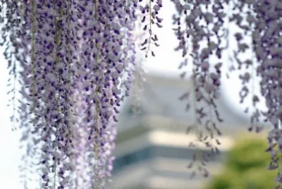 chuva de flores lilÃ¡s