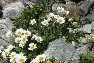 FlorilÃ¨ge (Suisse)