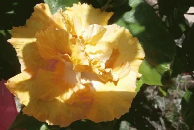 HIBISCUS