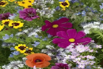 70 jigsaw puzzle