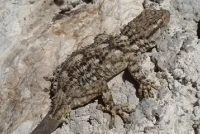 tarentula mauritanica