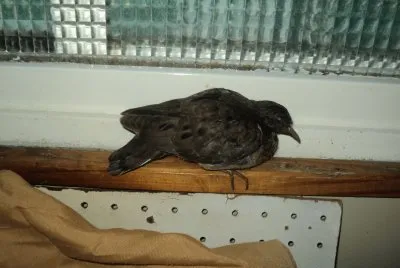 PALOMITA