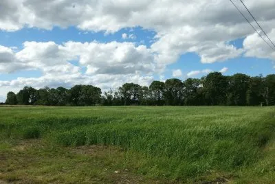 il grano verde