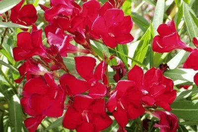 laurier rose