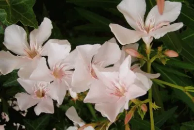 laurier rose