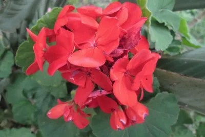 FLOR