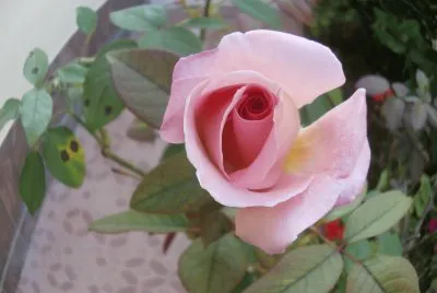 rosas color