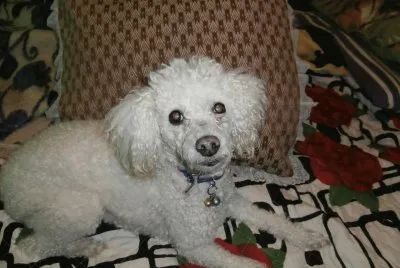 CANICHE