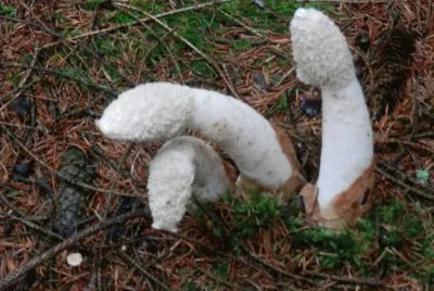 Mushrooms (East Belgium)