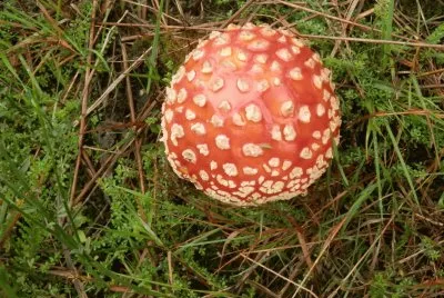 Amanite tue-mouches (East Belgium)