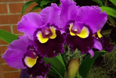 orquÃ­dea