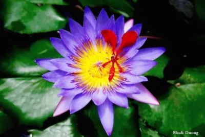 flor
