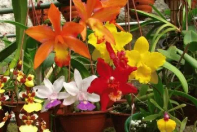 orquÃ­deas