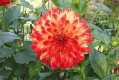 dahlia