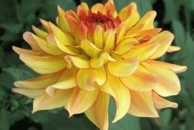 dahlia
