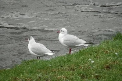 Mouettes (Verviers-East Belgium)