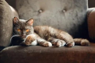 seÃ±or gato