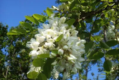 glicina