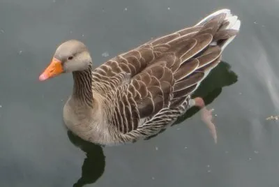 duck