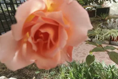 ROSA