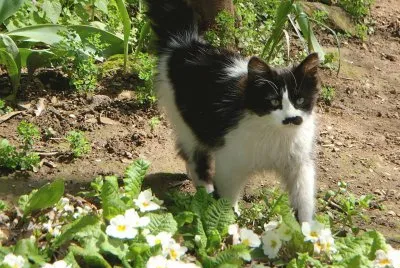 A cat I met in Turkey