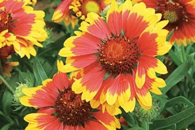 gaillarde