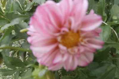 DALIA