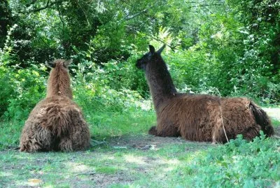 pareja