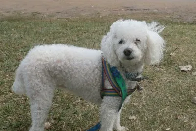 CANICHE